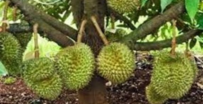 durian 2